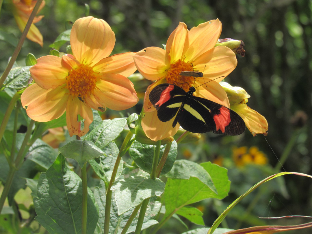 Museu Entomológico Fritz Plaumann-Seara必去景点