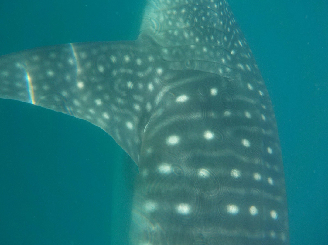 Whale Shark Boat Tours-拉巴斯必去景点