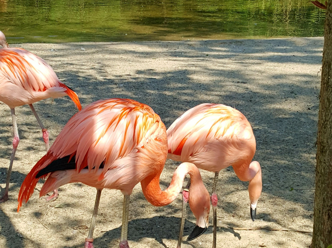 Erlebnis-Zoo Hannover-汉诺威必去景点