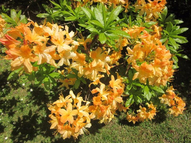 Duneira Estate-马其顿必去景点