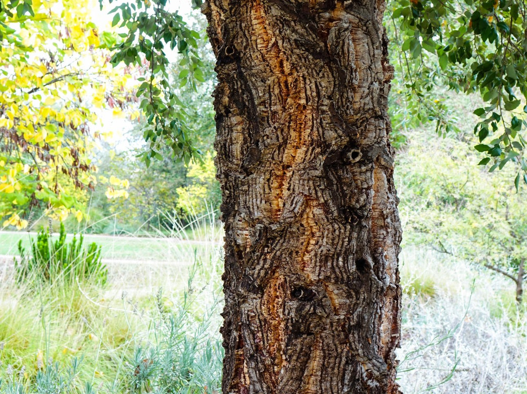 McConnell Arboretum & Botanical Gardens景点图片