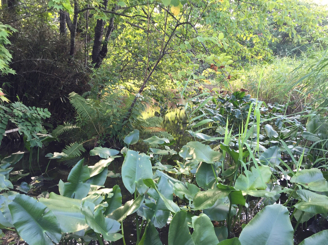 Nishiki Onuma Park景点图片