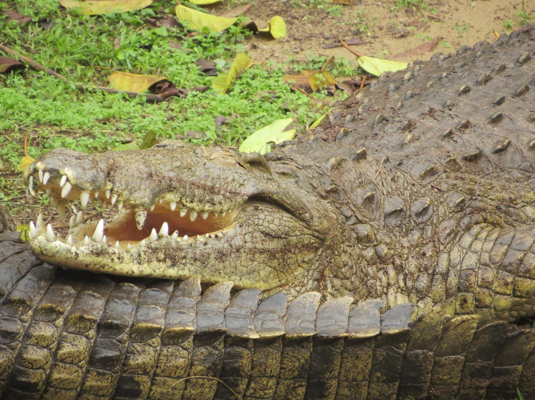 Crocodile Centre St Lucia景点图片