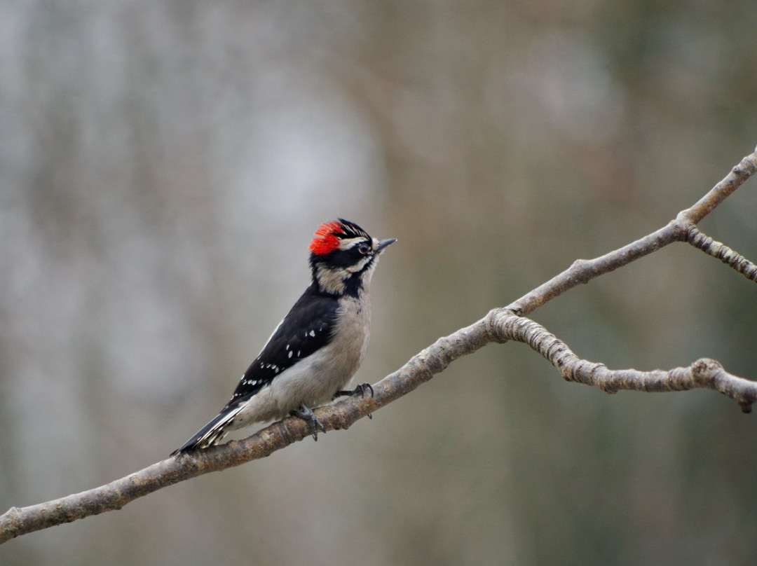 Maplewood Flats Conservation Area-北温哥华必去景点