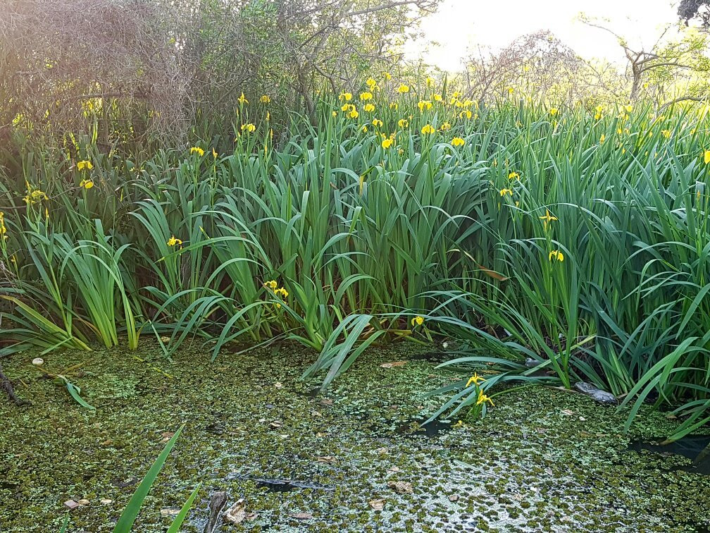 Reserva Municipal Refugio Natural Educativo Ribera Norte-Acassuso必去景点