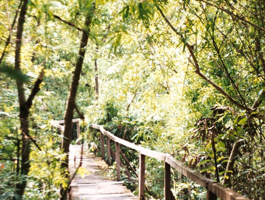 null-Cat Tien National Park