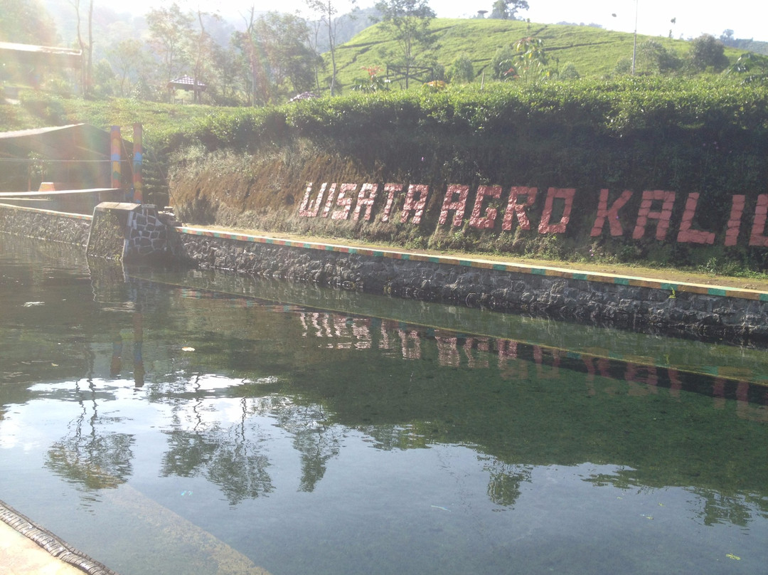 Kaligua Tea Plantation景点图片