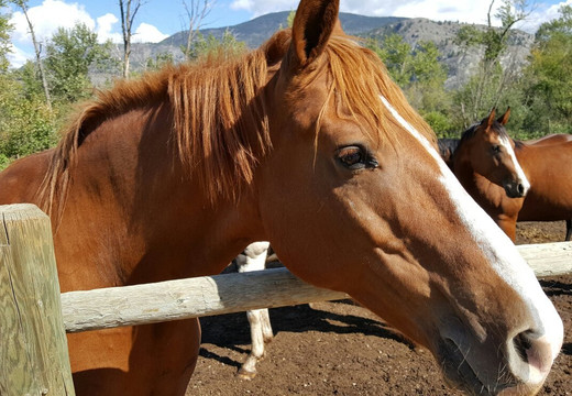 Swiller's Pond Petting Farm-Oliver必去景点