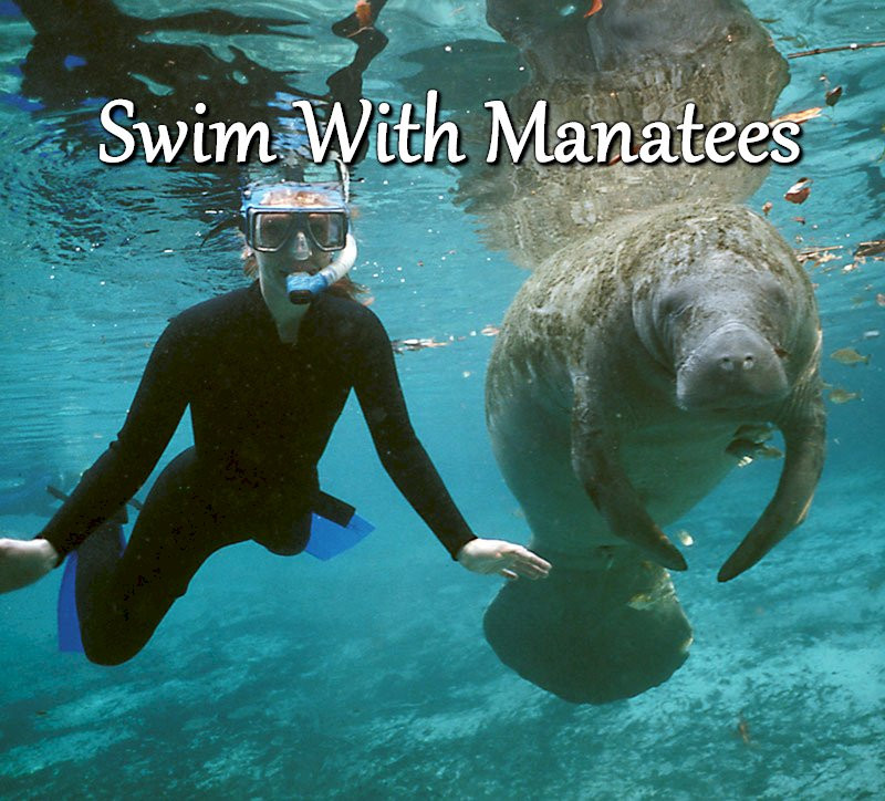 Manatee Adventures-克里斯特尔里弗必去景点