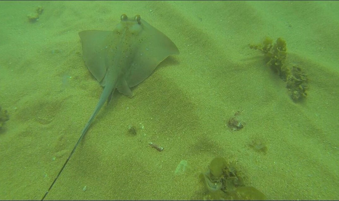 Magnetic Dive Day Course-Magnetic Island必去景点