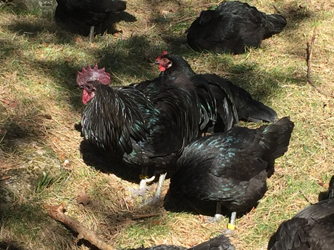 Children's Zoo-哥德堡必去景点