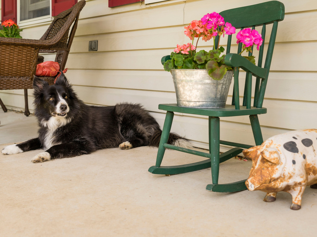 Red Cardinal Bed and Breakfast主图