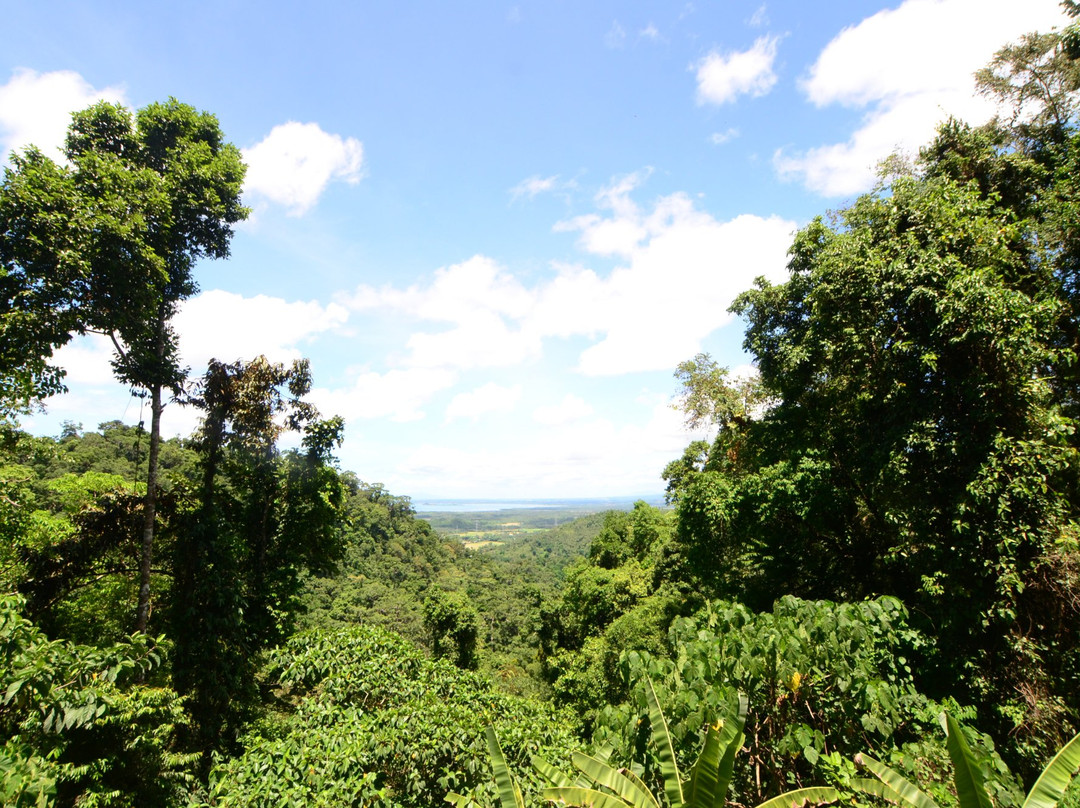Quezon National Forest Park景点图片