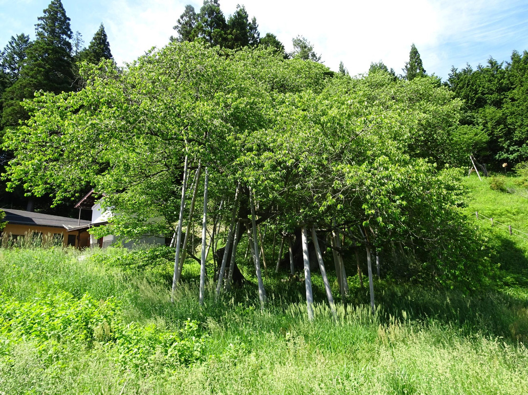Garyu Park (Garyu Sakura)-高山市必去景点