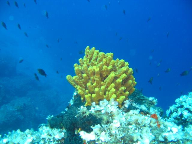 Easy Divers Rhodes-Charaki必去景点