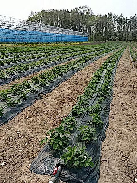 Yokoyama Fruit Farm-网走市必去景点