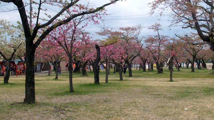 Aobagaoka Park-森町必去景点