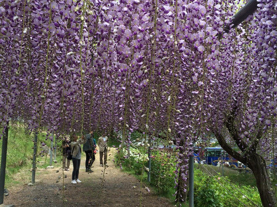Hino Dahlia Garden-日野町必去景点