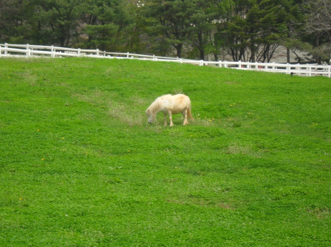 Wondang Jongma Mokjang-高阳市必去景点