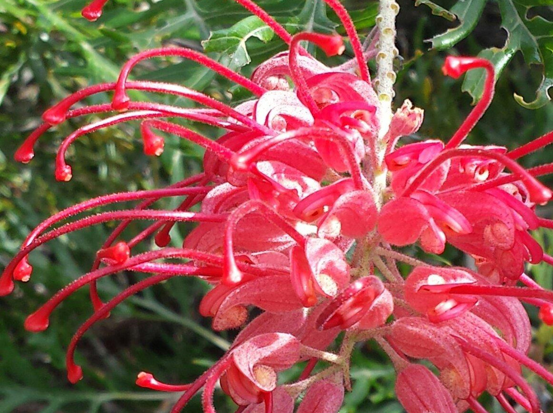 Stokes Bay Bush Garden景点图片