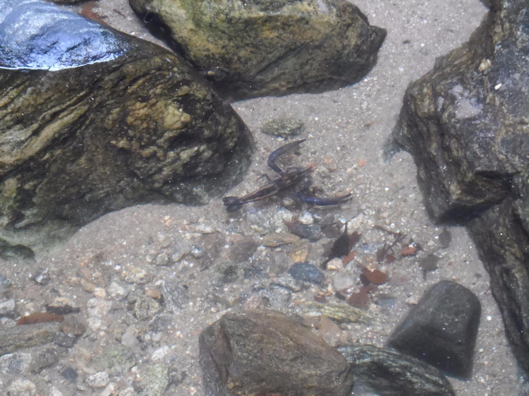 Toque-Toque Grande Falls-圣塞巴斯蒂昂必去景点