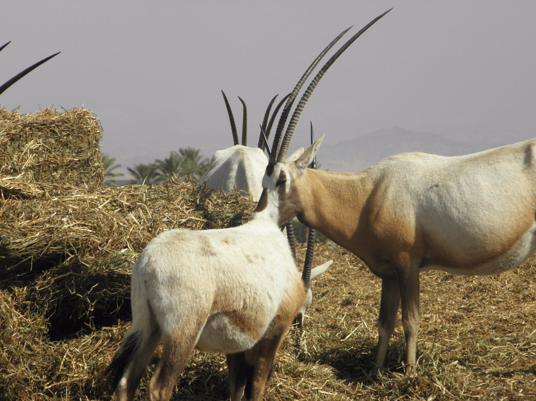 Antelope Ranch in the Arava Valley景点图片