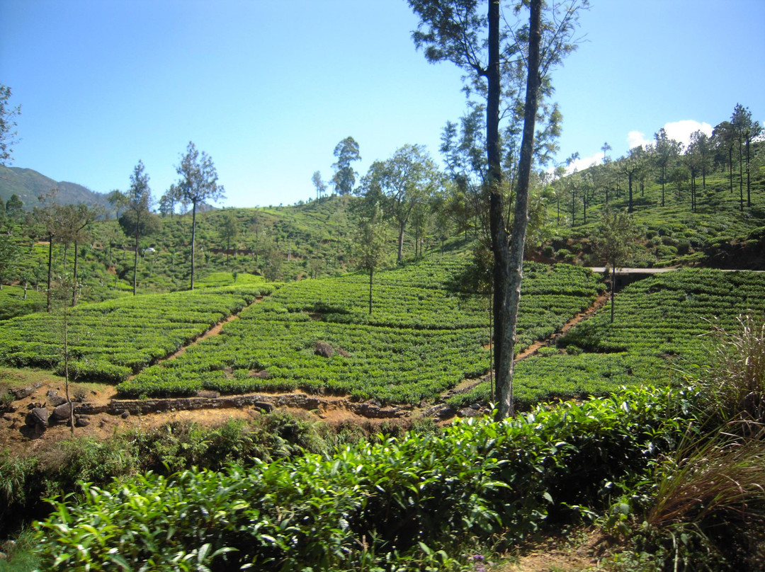 Bogawantalawa旅游攻略图片