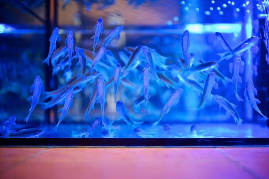 Fish Spa Vilnius-维尔纽斯必去景点