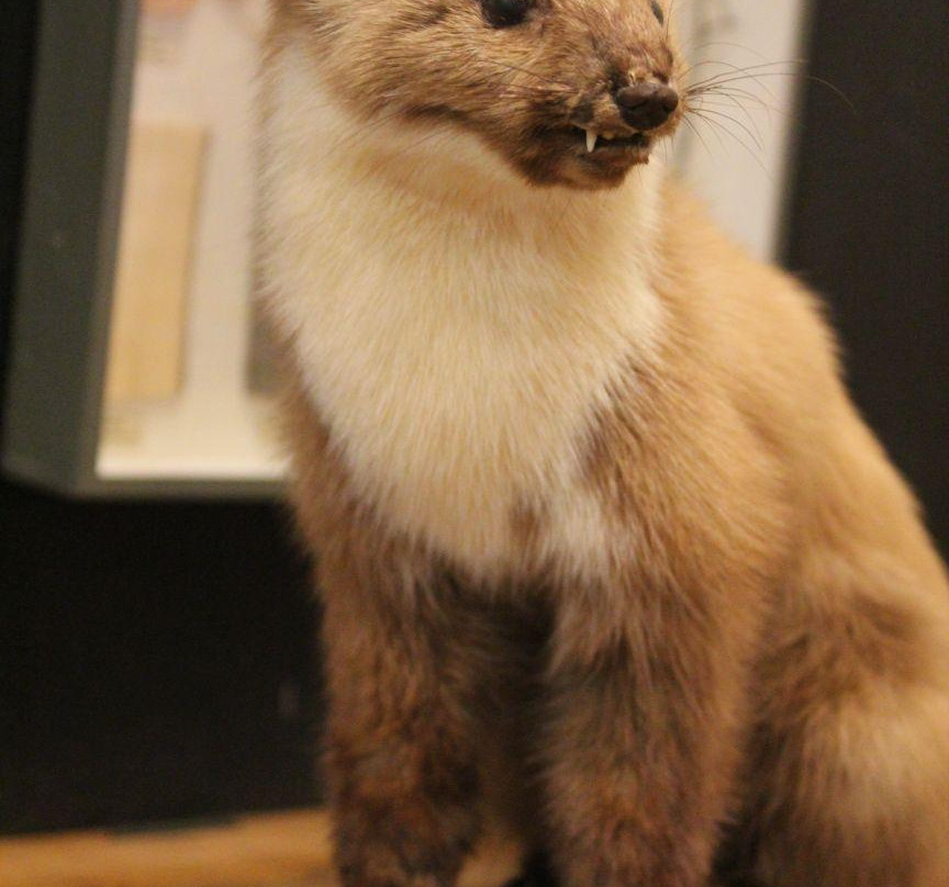 Forssa Museum of Natural History-Forssa必去景点