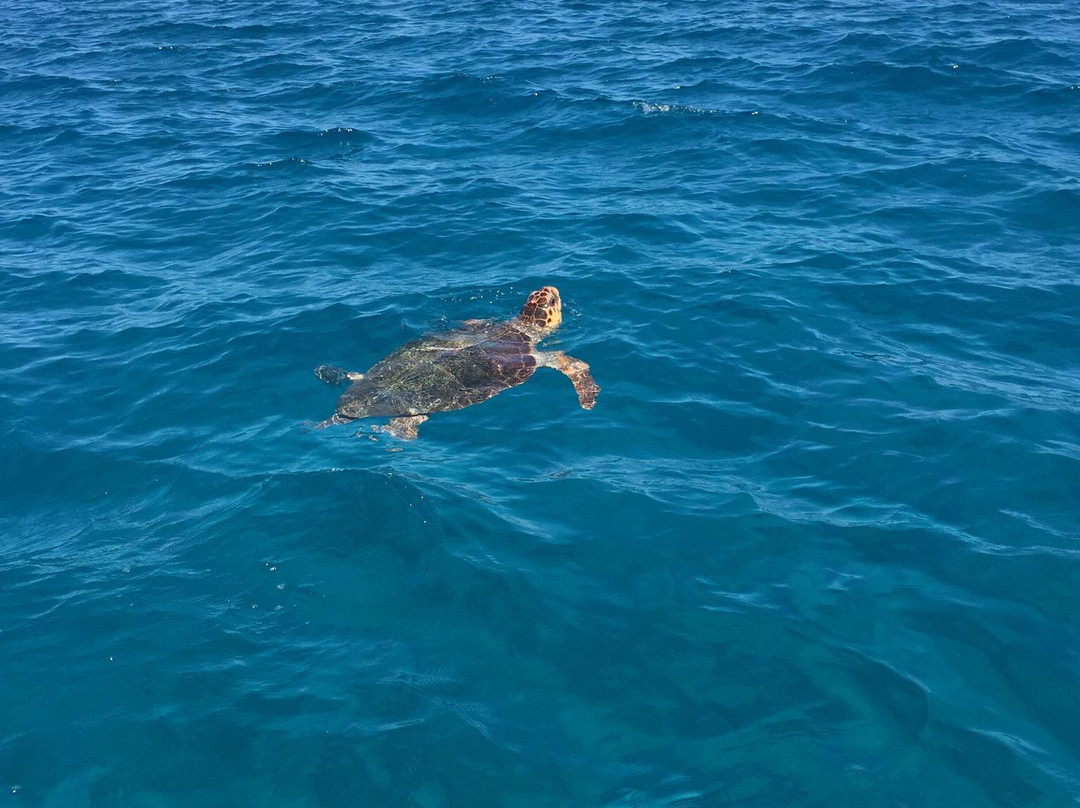 Mario's Cruises Zakynthos-瓦西里科斯必去景点