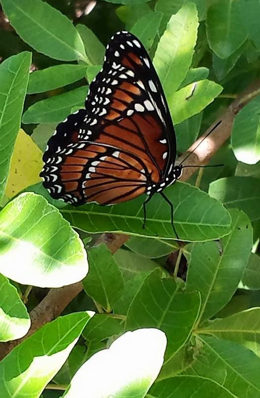 Central Park-奥蒙德海滩必去景点