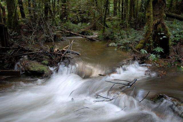Wirrawilla Rainforest Walk景点图片