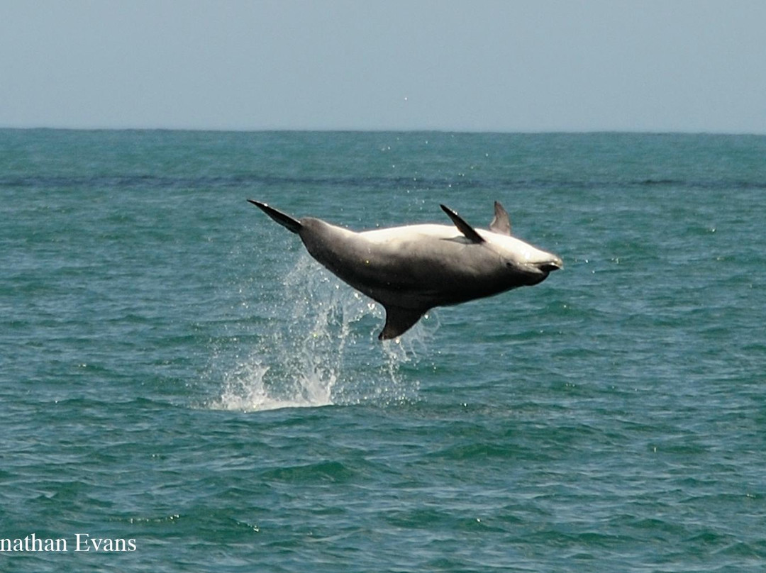 Dolphin Spotting Boat Trips (by New Quay Boat Trips)景点图片