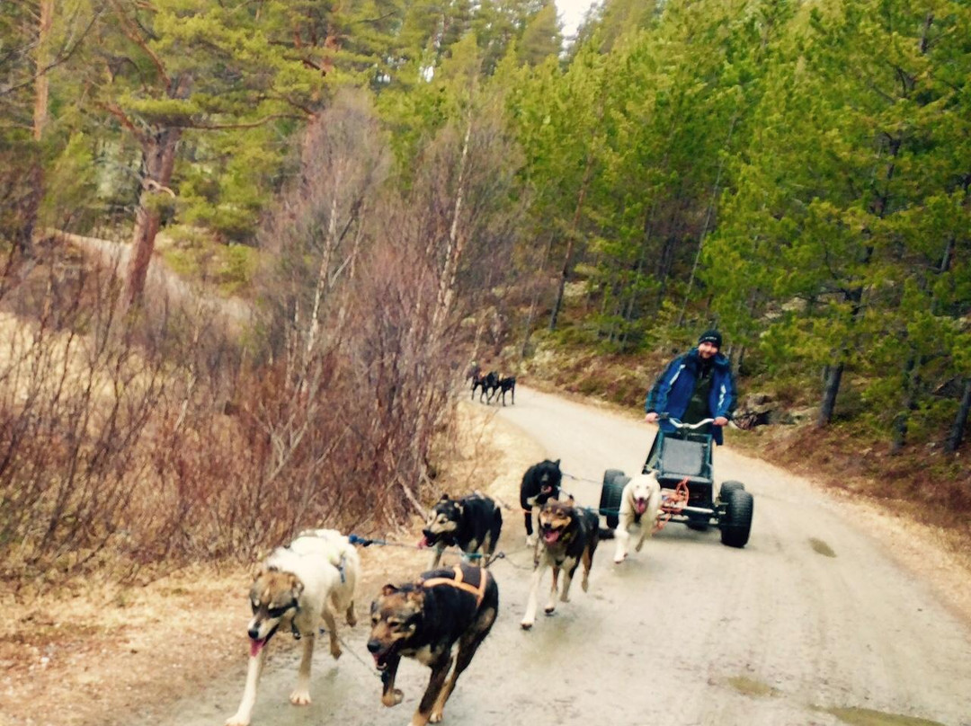 Alaskan Husky Tours Day Tours景点图片