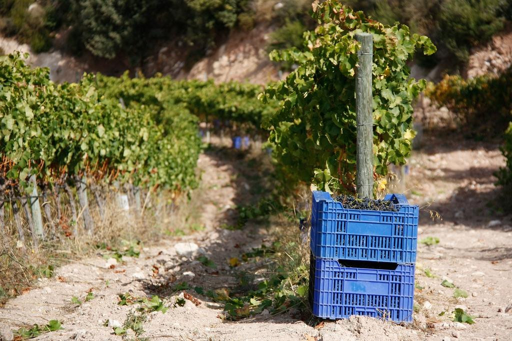 Ametller-La Morera de Montsant必去景点