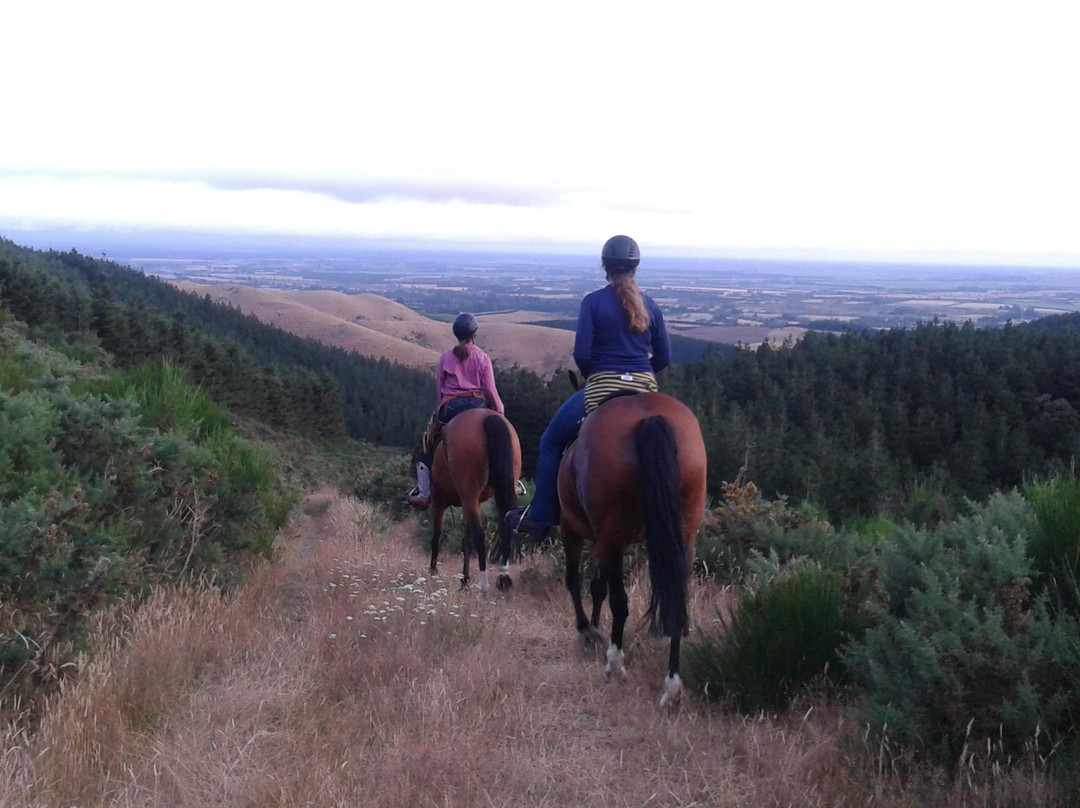 Mt Oxford Horse Trekking - Day Tours-Oxford必去景点
