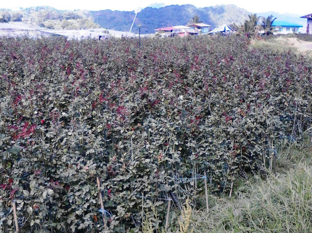 Bahong Rose Gardens景点图片