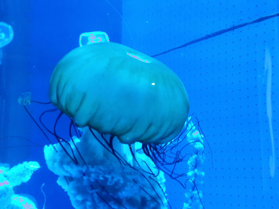 厦门海底世界-厦门市必去景点