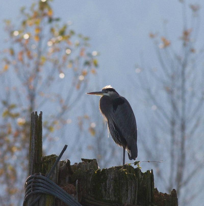 Prestige Sportfishing-Harrison Mills必去景点