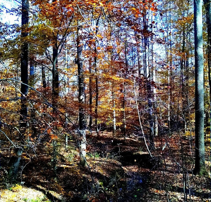 Nathan Bedford Forrest State Park-Eva必去景点