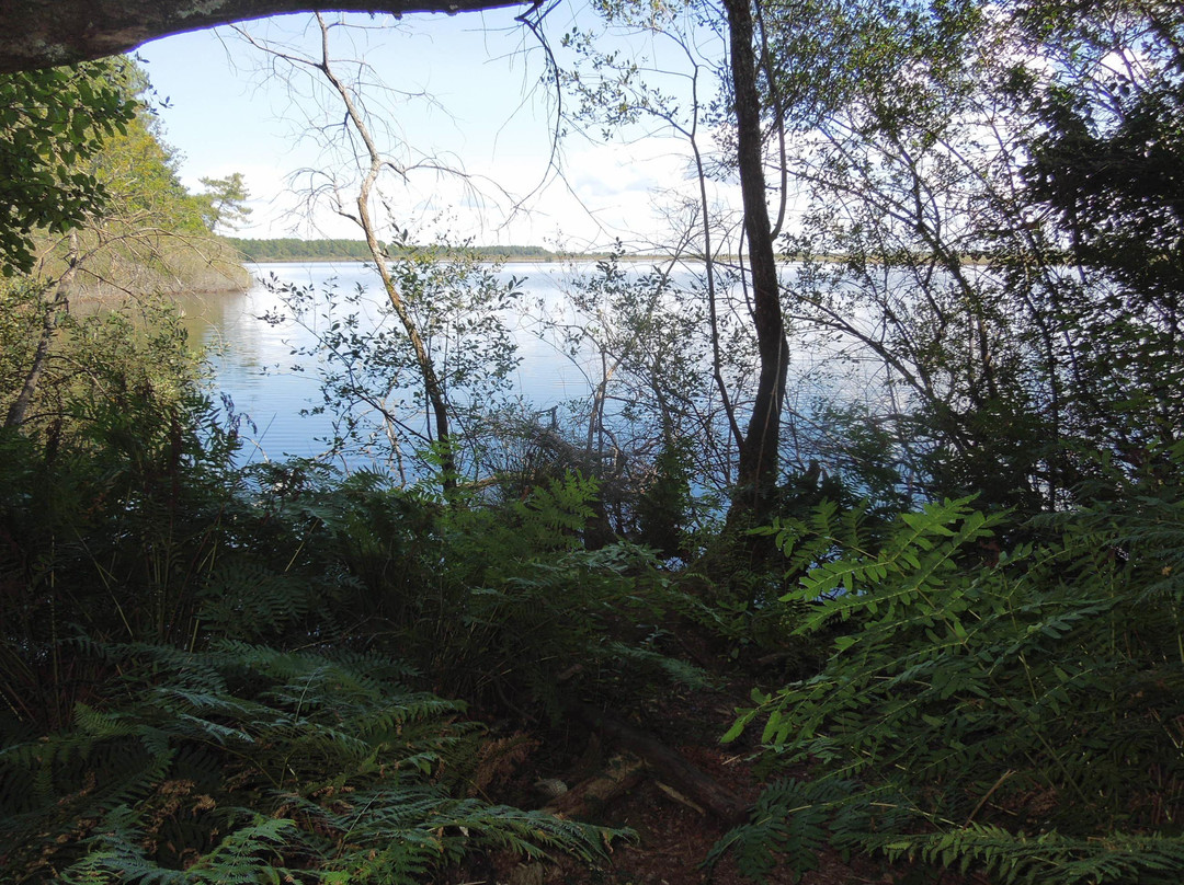 Réserve Naturelle De l'Etang De Cousseau景点图片