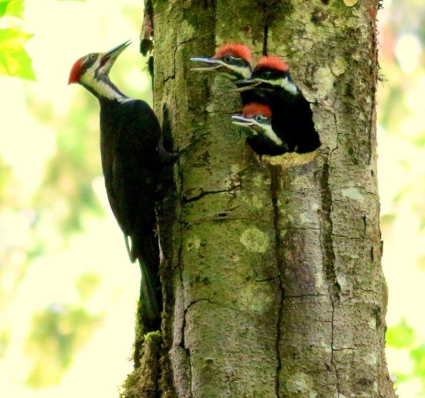 Tualatin Hills Nature Park-比弗顿必去景点