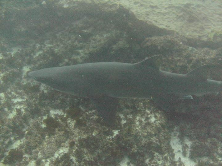 Aliwal Shoal Adventures-Umkomaas必去景点