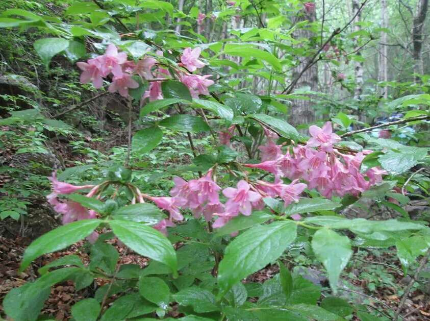 驼梁风景区-平山县必去景点