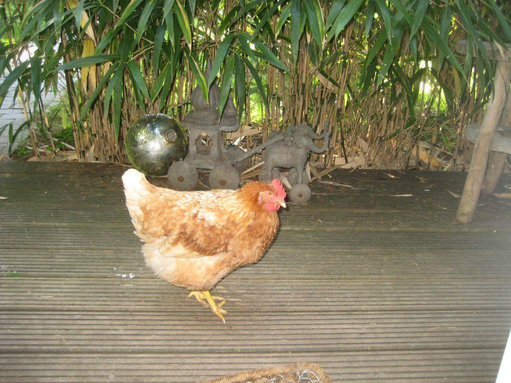 Achter het witte huis主图