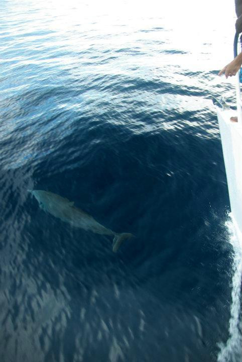 Ykeva Day Tours-Trois-Ilets必去景点