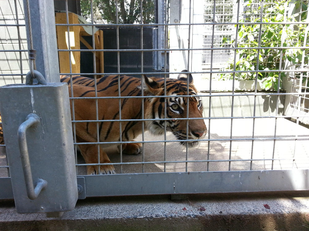 汉密尔顿动物园-汉密尔顿必去景点