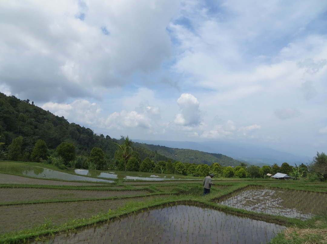 Terrasse du Lac Tamblingan Sari景点图片