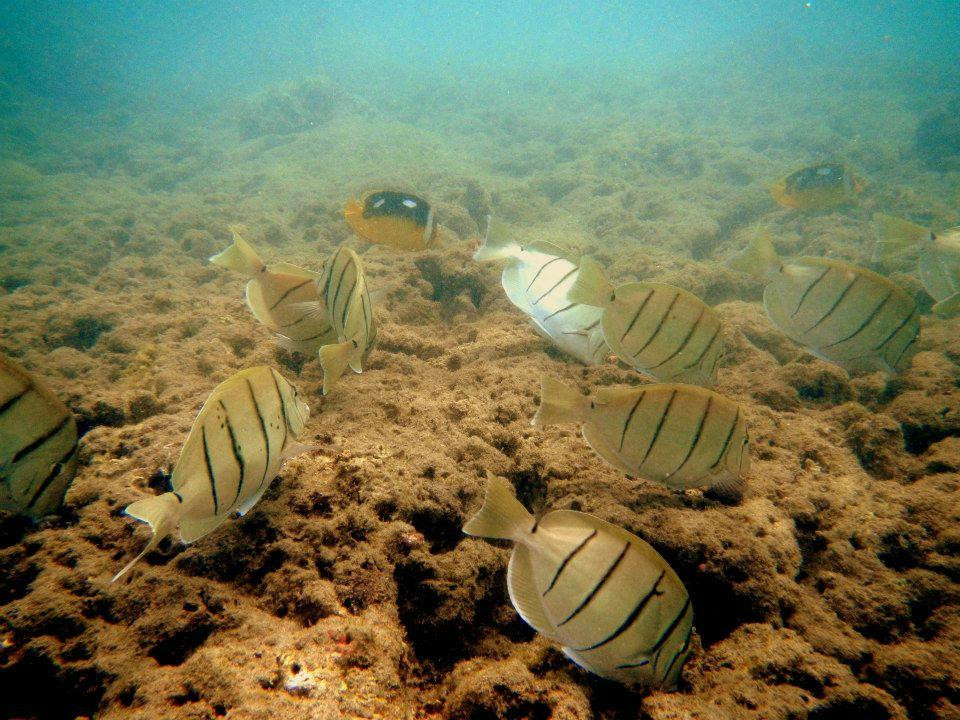 鲨鱼湾-Pupukea必去景点