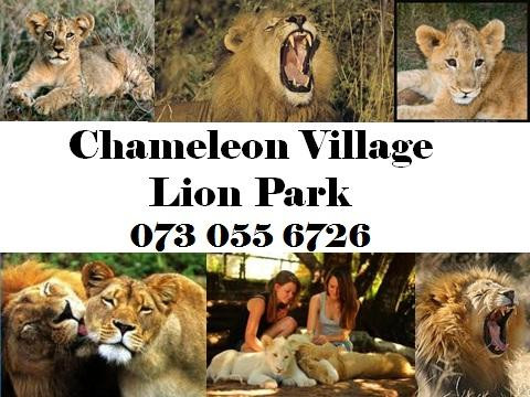 Chameleon Village Lion & Tiger Park